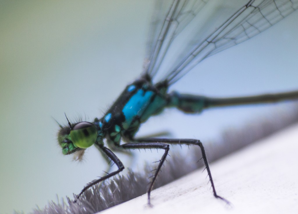 photogenic-dragonfly-macro